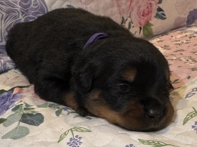 AKC Rottweiler Puppies – Champion Bloodline
