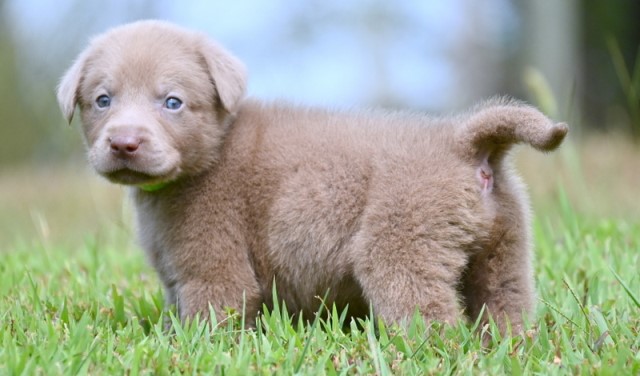 AKC Silver Labrador Retriever Puppies for Sale