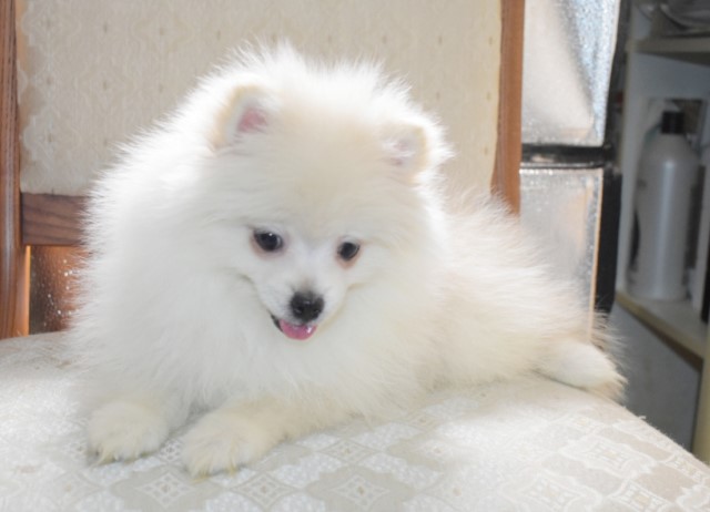 Pomeranian puppy for sale + 60887