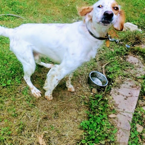 English Setter puppy for sale + 49993