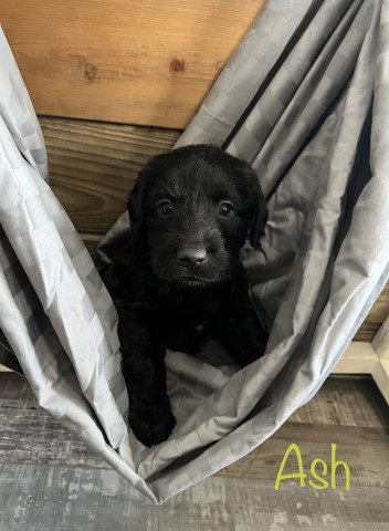 Labradoodle puppy for sale + 64183