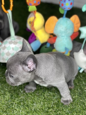 New shade isabella maker