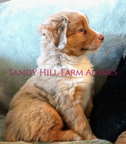 Adorable toy Australian shepherds