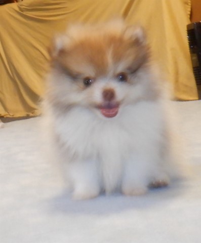 Pomeranian puppy for sale + 64217