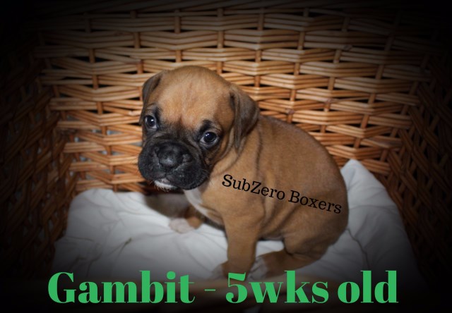 Boxer puppy for sale + 50314