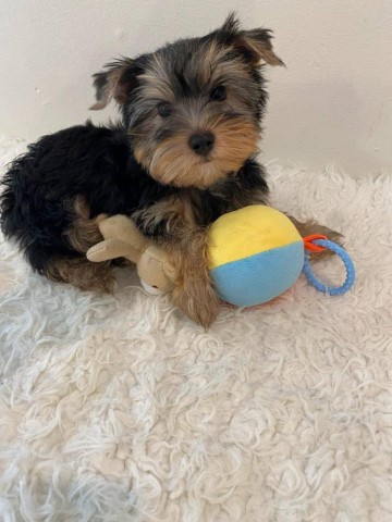 Yorkshire Terrier puppy for sale + 65736
