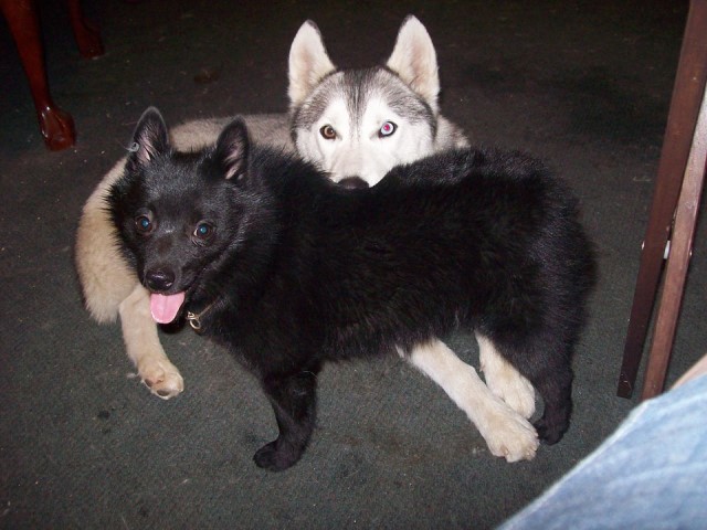 Siberian Husky puppy for sale + 61639