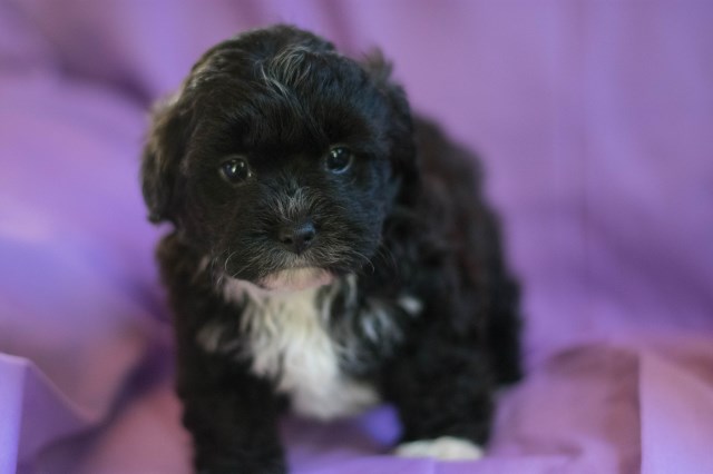 Shih Poo puppy dog for sale in Akron, Ohio