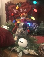 Female Cattle Jack / Jack Heeler Australian Cattle Dog for sale/adoption