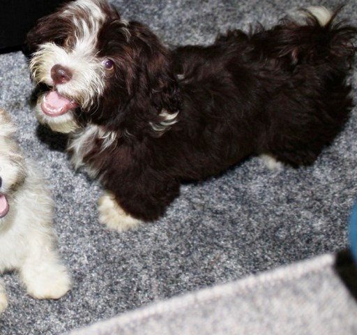 Chocolate F Havanese Puppy