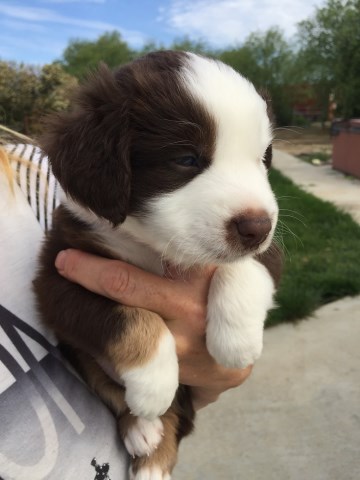 4/29 is the release date for this mini Aussie
