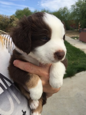 Miniature Australian Shepherd puppy dog for sale in Tracy ...