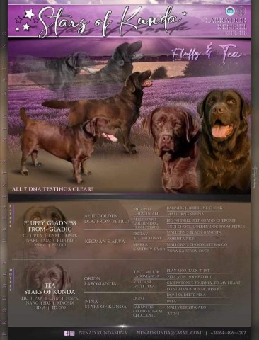 Labrador Retriever puppy for sale + 66254