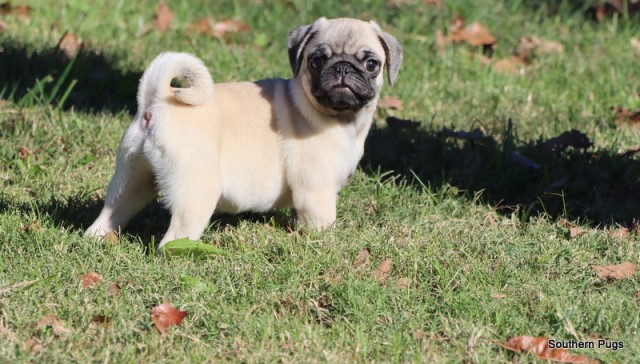 AKC Pug puppies for sale in Texas
