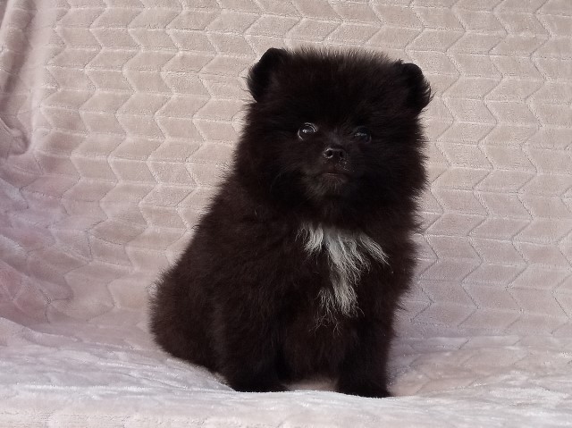 Black Teddy Bear Pomeranian Puppy Male