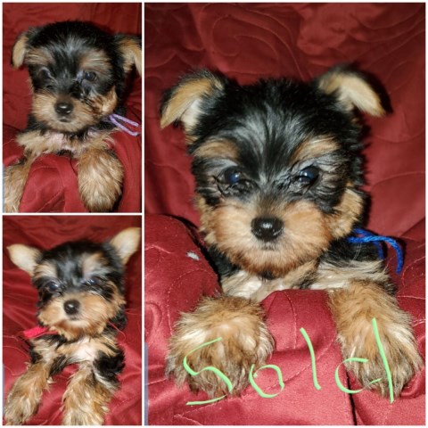 Yorkshire Terrier puppy for sale + 59979