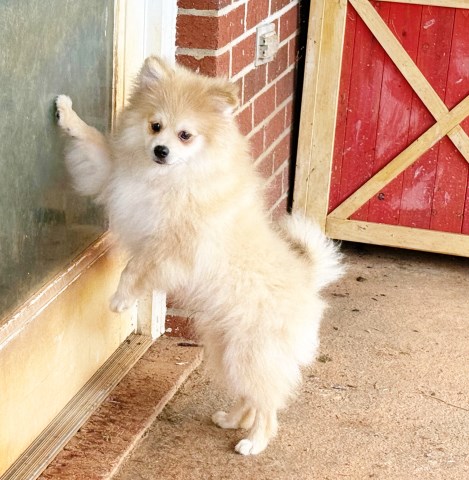CKC Pomeranian: TIMBER