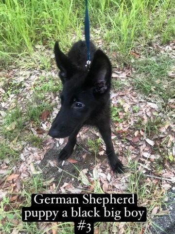 Akc German shepherd puppies