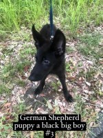 Akc German shepherd puppies German Shepherd Dog for sale/adoption