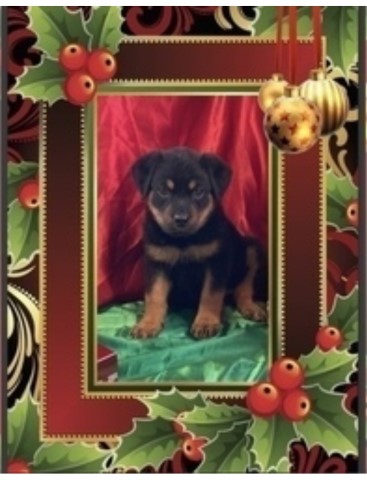 Rottweiler puppies available Now