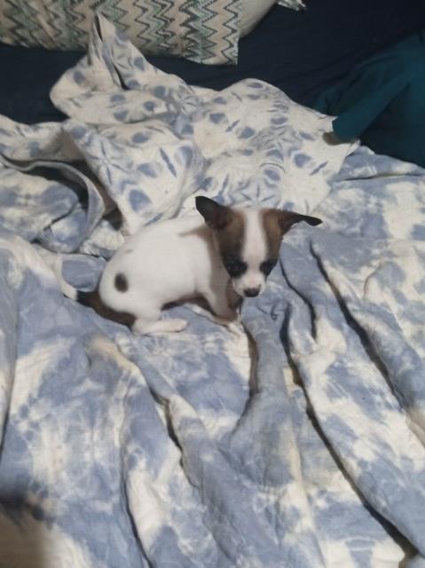 Chihuahua puppy for sale + 66502