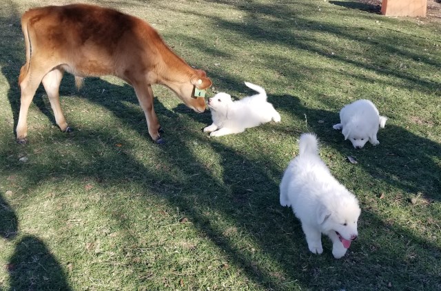 Great Pyrenees puppy for sale + 50566