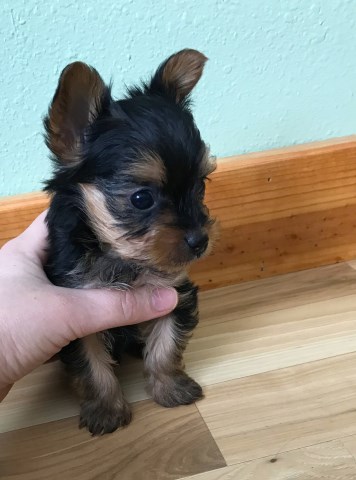 Tea cup Yorkie male puppy