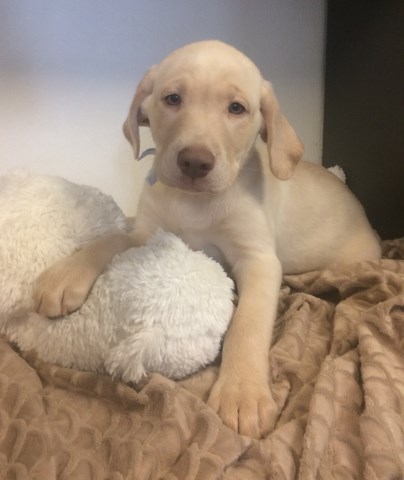 Labrador Retriever puppy for sale + 52420