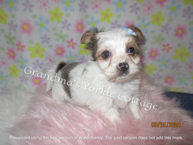 Callie a Rare BLUE Eyed Merle Yorkie Female