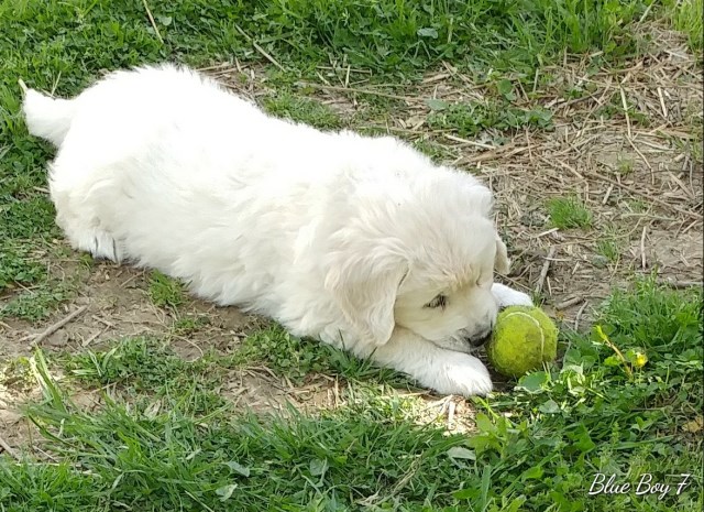 Golden Retriever puppy for sale + 52845