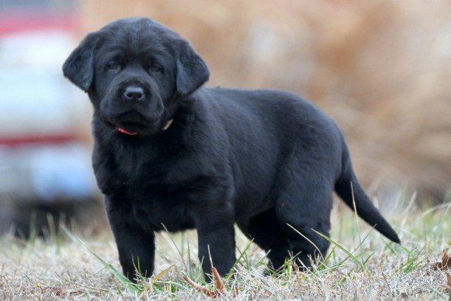 AKC Black Male Labrador Retriever Puppies with Hunting Background for Adoption