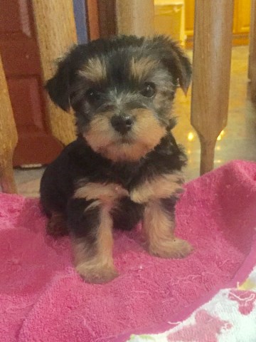Female terrier Yorkie 8 weeks available now