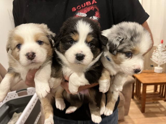 Australian Shepherd Puppies