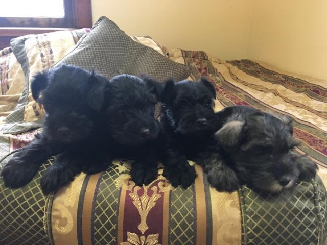 AKC Registered Miniature Schnauzer puppies