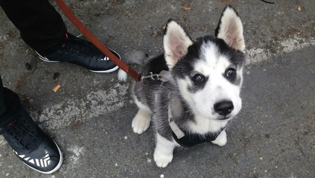 Young Aussie Husky Puppy