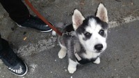 Young Aussie Husky Puppy Siberian Husky for sale/adoption