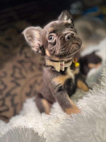 French Bulldog puppy for sale + 64490