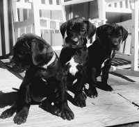 Gorgeous American Danes Rtg in 4 weeks Great Dane for sale/adoption