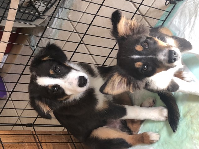 Aussie puppies for Adoption