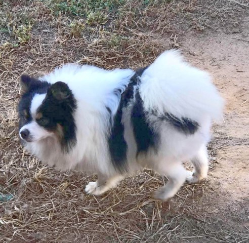 CKC Pomeranian (purebred) - DOMINIQUE; Male