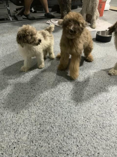 Poodle Standard puppy for sale + 66553