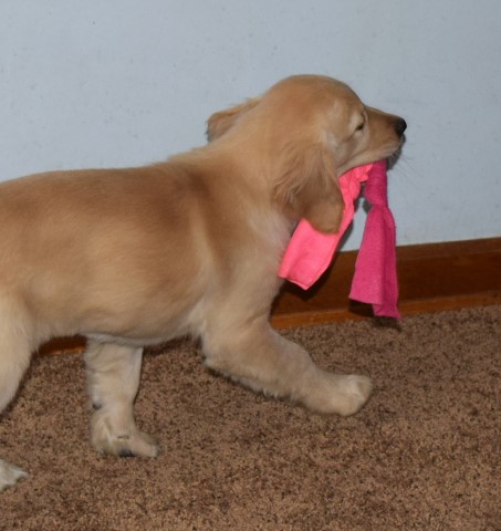 Golden Retriever puppy for sale + 62639