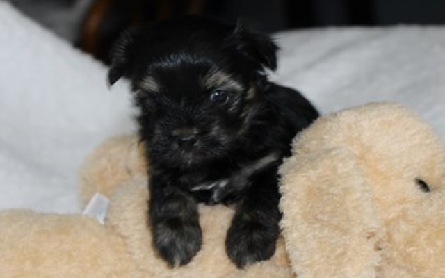 Havanese puppy for sale + 61510