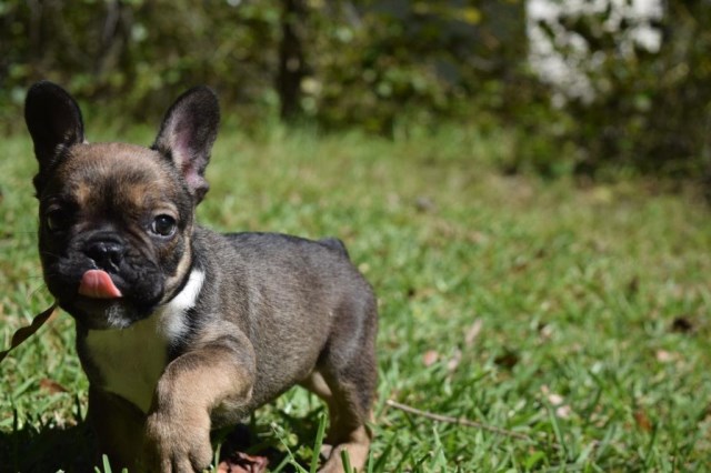French Bulldog puppy dog for sale in Cincinnati, Ohio