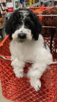 SPECIAL CHRISTMAS PRICING-Aussiedoodles Australian Shepherd Dog for sale/adoption