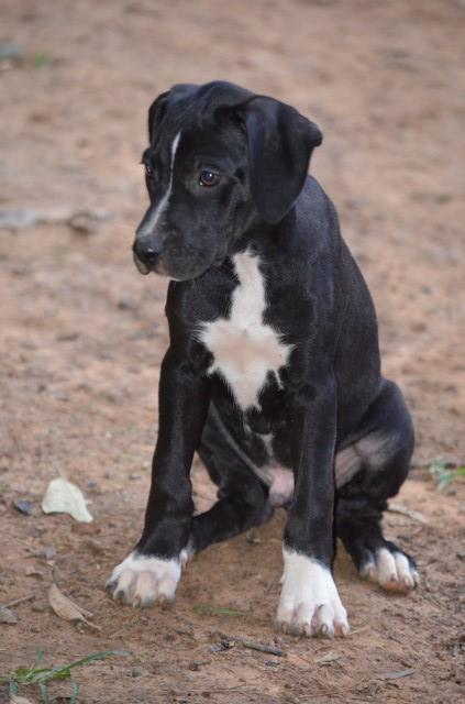 Louisiana Catahoula Leopard Dog puppy for sale + 62180