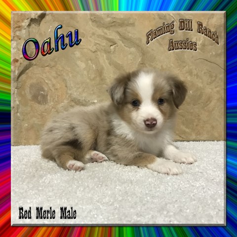 Miniature Australian Shepherd Puppy Dog For Sale In