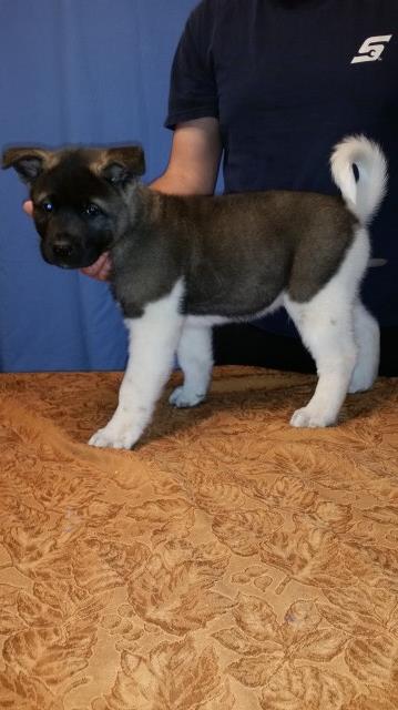 Serville Akita Championship Bloodline puppies