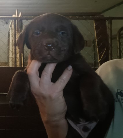 Labrador Retriever puppy for sale + 67014
