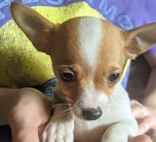 Chihuahua puppy for sale + 61850